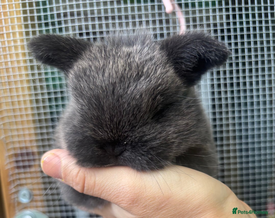 Mini Lop rabbits for sale: Pure bred baby female mini lops available  - Image 8