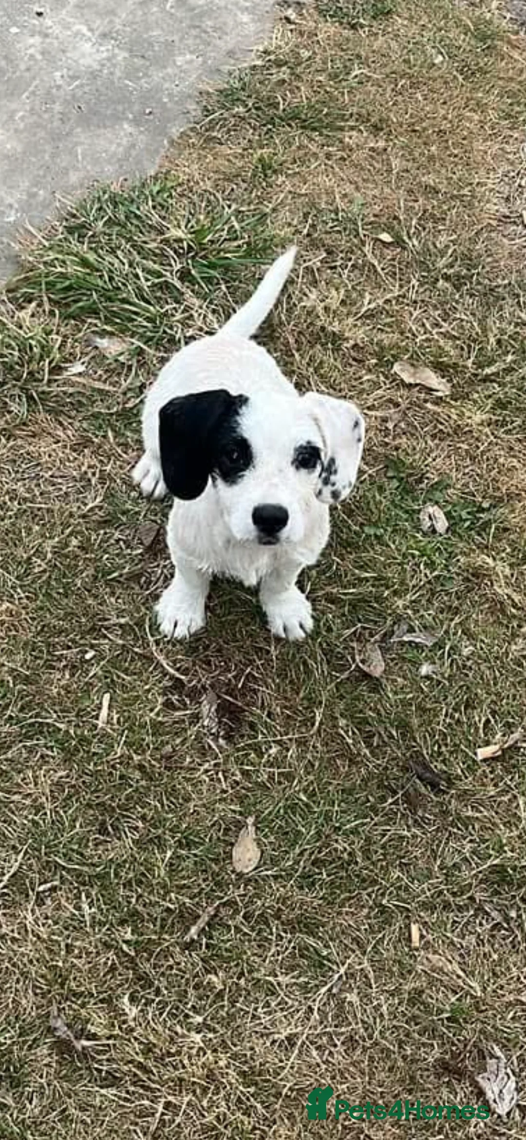 Jack Russell dogs for sale: Jack Russel cross cocker spaniel (mother)  - Advert 1