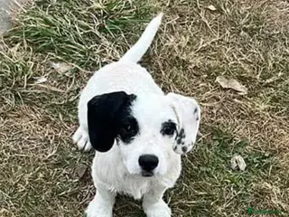 Jack Russell dogs Jack Russel cross cocker spaniel (mother) - Advert 17