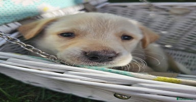 Labrador Retriever dogs - Advert 4