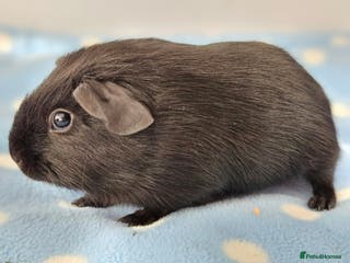 Guinea Pig rodents Single baby boys for bonding with an solo adult - Advert 9