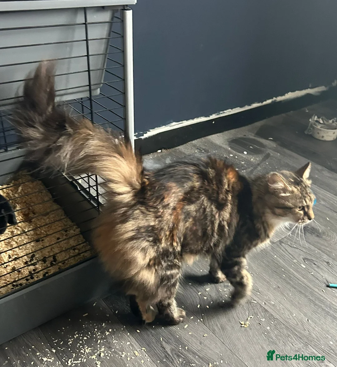 Domestic Shorthair cats for adoption: Adopt from Cats in Crisis East London - Advert 4