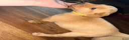 Labrador Retriever dogs for sale: Fox Red Labrador - Advert 25