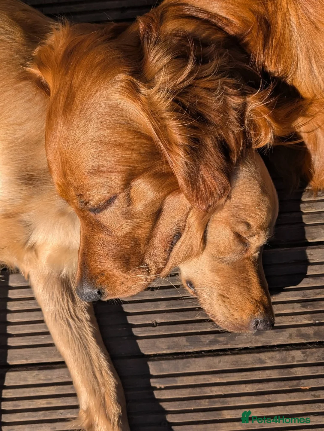 Mixed Breed dogs for sale: Golden Retriever x Irish Setter puppies!! SO CUTE! - Advert 4