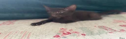 Siamese cats for sale: Siamese x Maine coon kittens - Advert 15