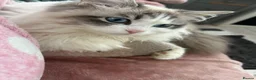 Mixed Breed cats for sale: Ragdoll cross - Advert 13