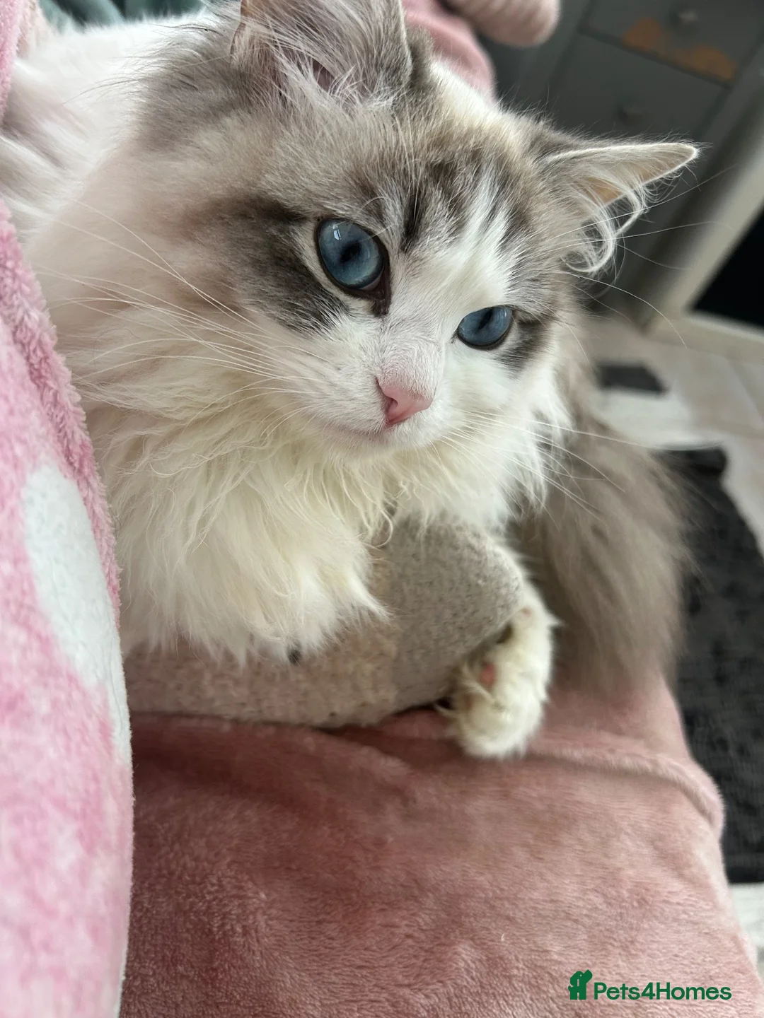 Mixed Breed cats for sale: Ragdoll cross - Advert 13