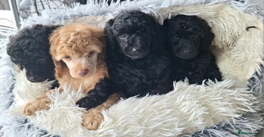 Miniature Poodle dogs - Advert 5