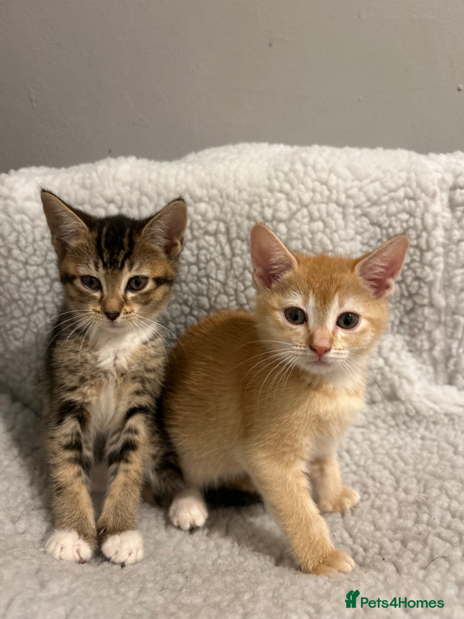 Mixed Breed cats for sale: 🚨GORGEOUS KITTENS READY TO LEAVE 🚨 - Advert 9