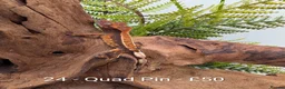 Gecko reptiles for sale: Beautiful Mix of Crested Geckos - Advert 22