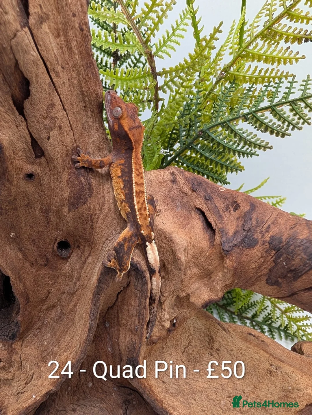 Gecko reptiles for sale: Beautiful Mix of Crested Geckos - Advert 22
