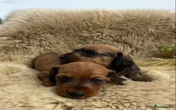 Dachshund dogs for sale: Stunning miniature wire dachshunds  - Image 15