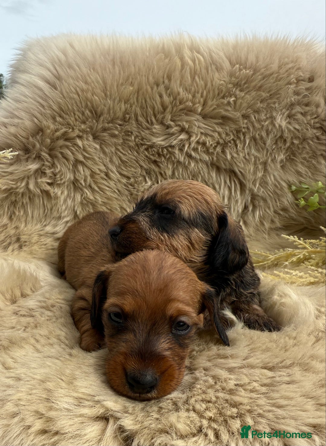 Dachshund dogs for sale: Stunning miniature wire dachshunds  - Image 15