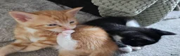 Mixed Breed cats for sale: Beautiful kittens for sale. 2 left ! in Salisbury - Advert 3