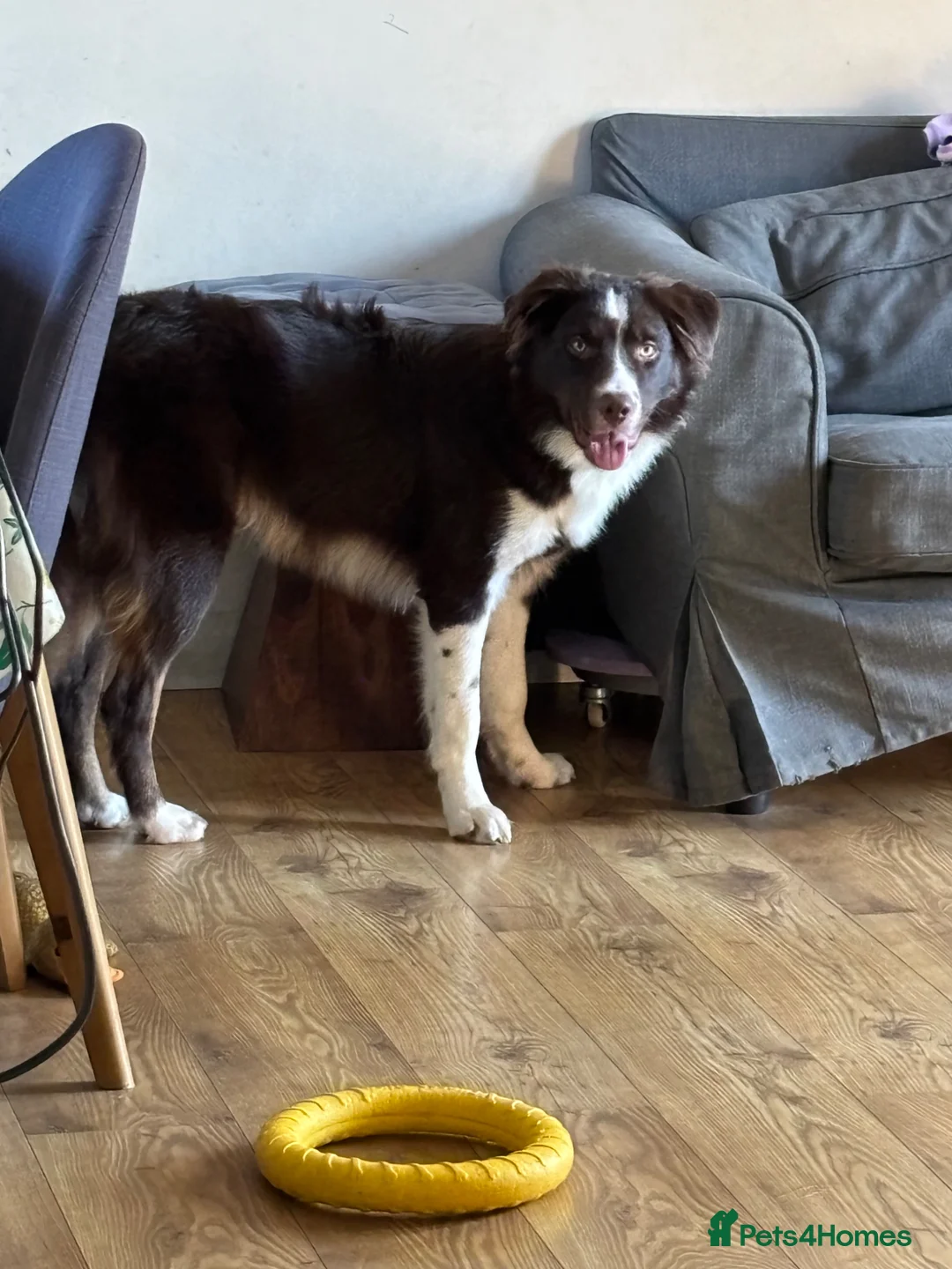 Border Collie dogs for sale: border colie in Oakham - Advert 2
