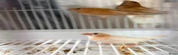 Finches birds for sale: finches - Advert 4