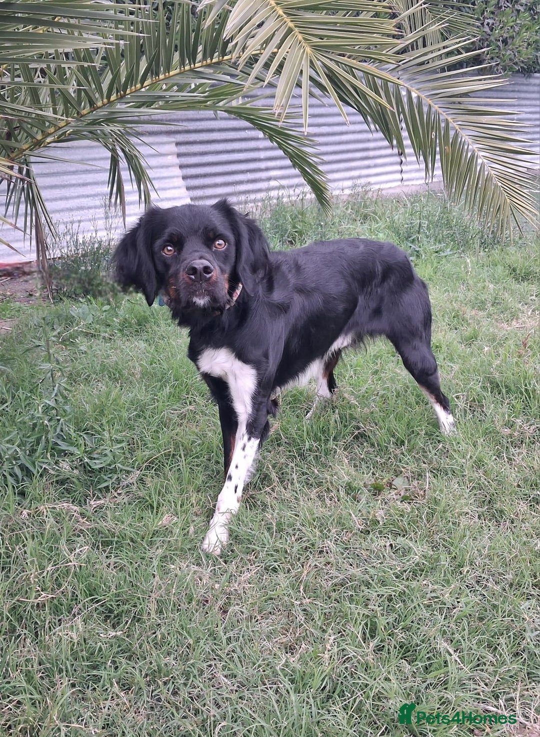 Mixed Breed dogs for adoption: Be BROODY's Best Friend.... - Advert 8