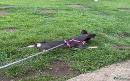 French Bulldog dogs for sale: Female French bulldog  - Image 4