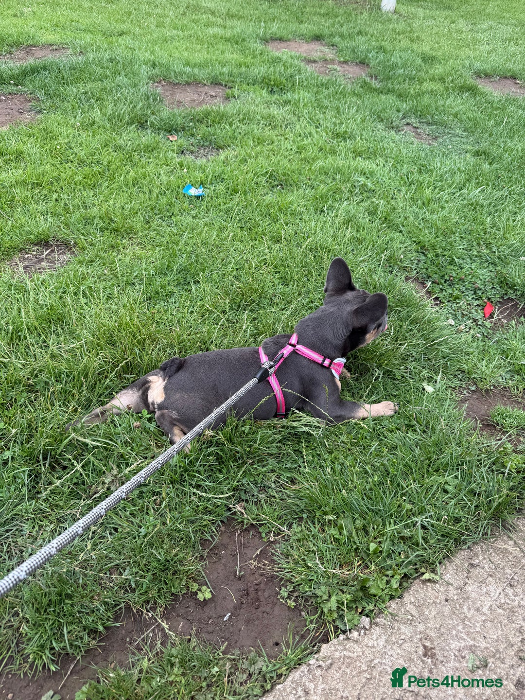 French Bulldog dogs for sale: Female French bulldog  - Image 4