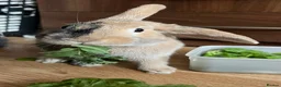 Harlequin rabbits for sale: Warning: This rabbit may steal your heart  - Advert 3