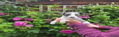 Whippet Puppy 2