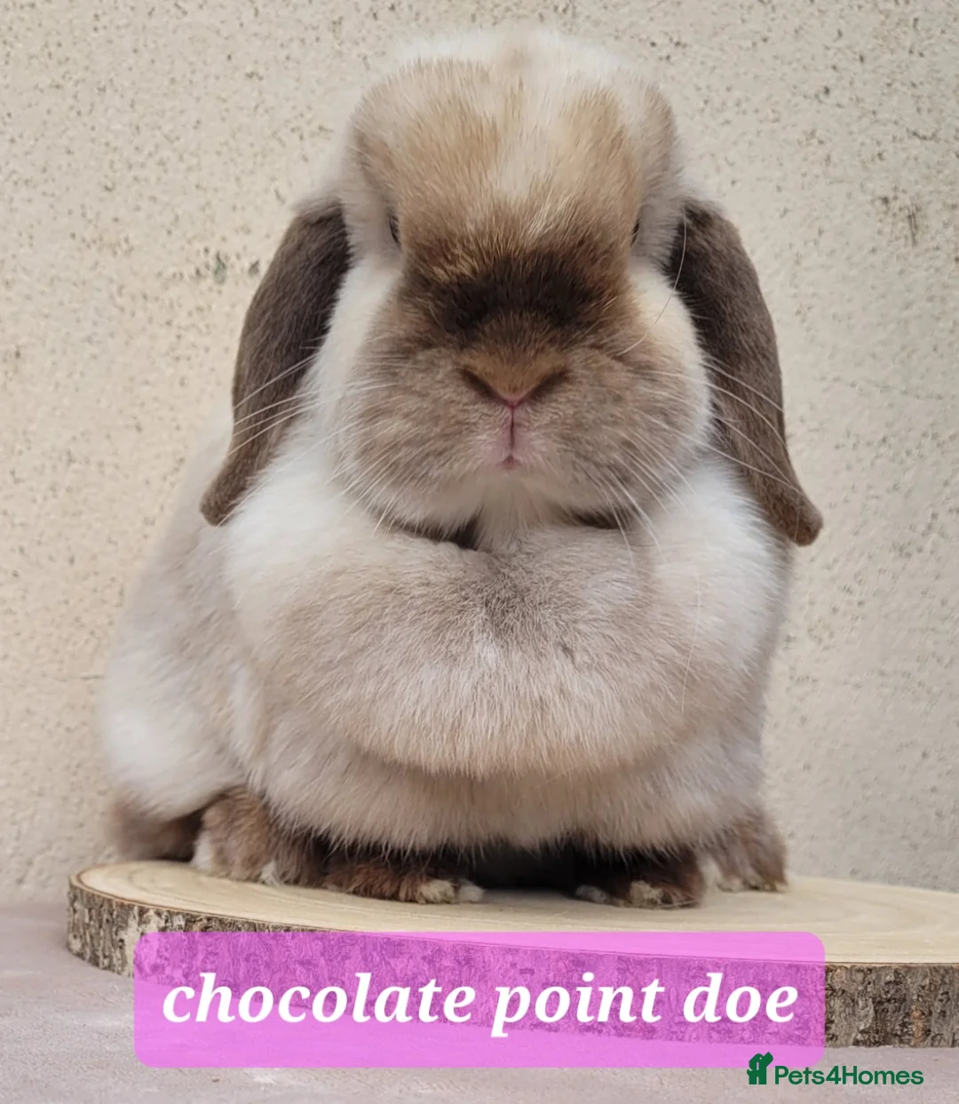 Mini Lop rabbits for sale: Beautiful pure bred mini lops - Advert 11