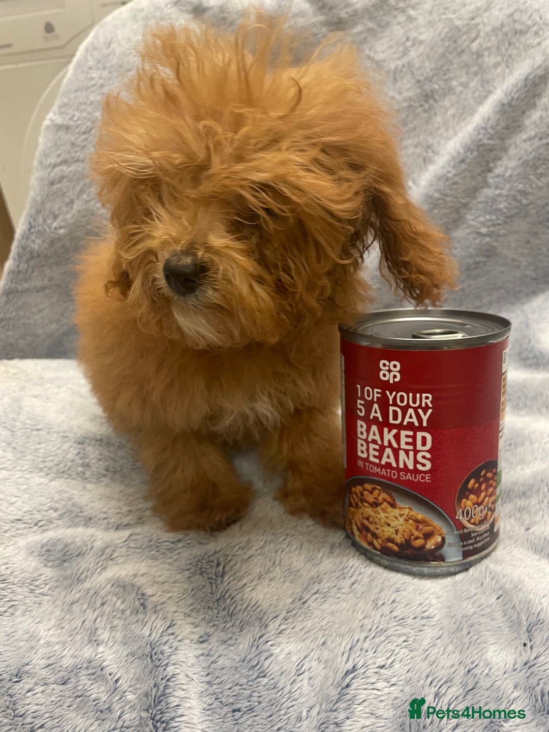 Toy Poodle dogs for sale: Stunning tiny toy poodles  - Advert 8