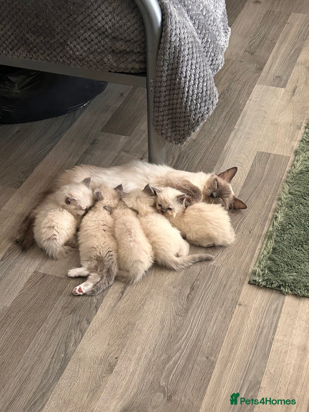 Ragdoll cats for sale: Beautiful pure ragdoll kittens  - Image 8
