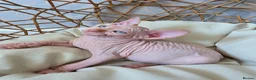 Sphynx cats for sale: Beautiful Canadian Sphynx Kittens Available 💎 - Advert 14
