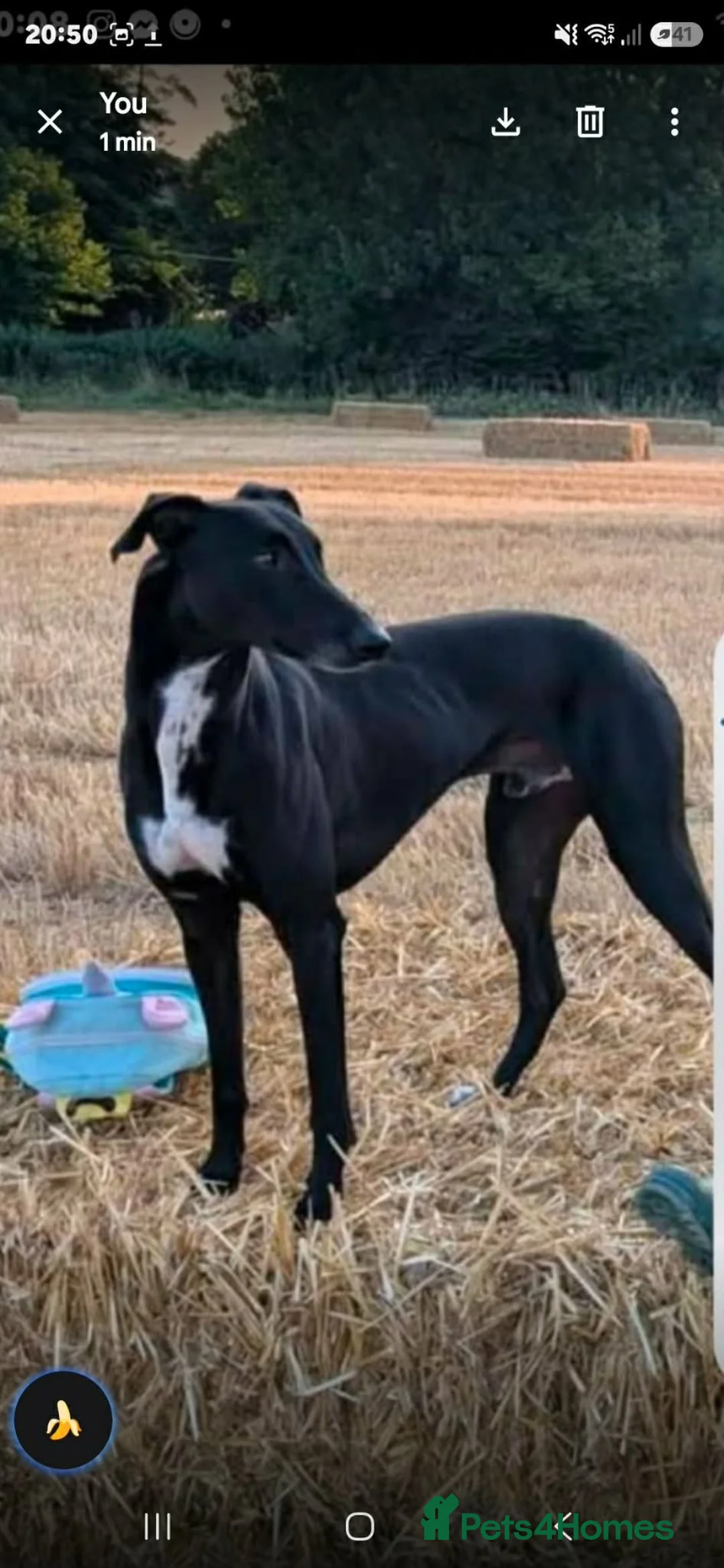Mixed Breed dogs for sale: Bullgray colliegrey  - Advert 2