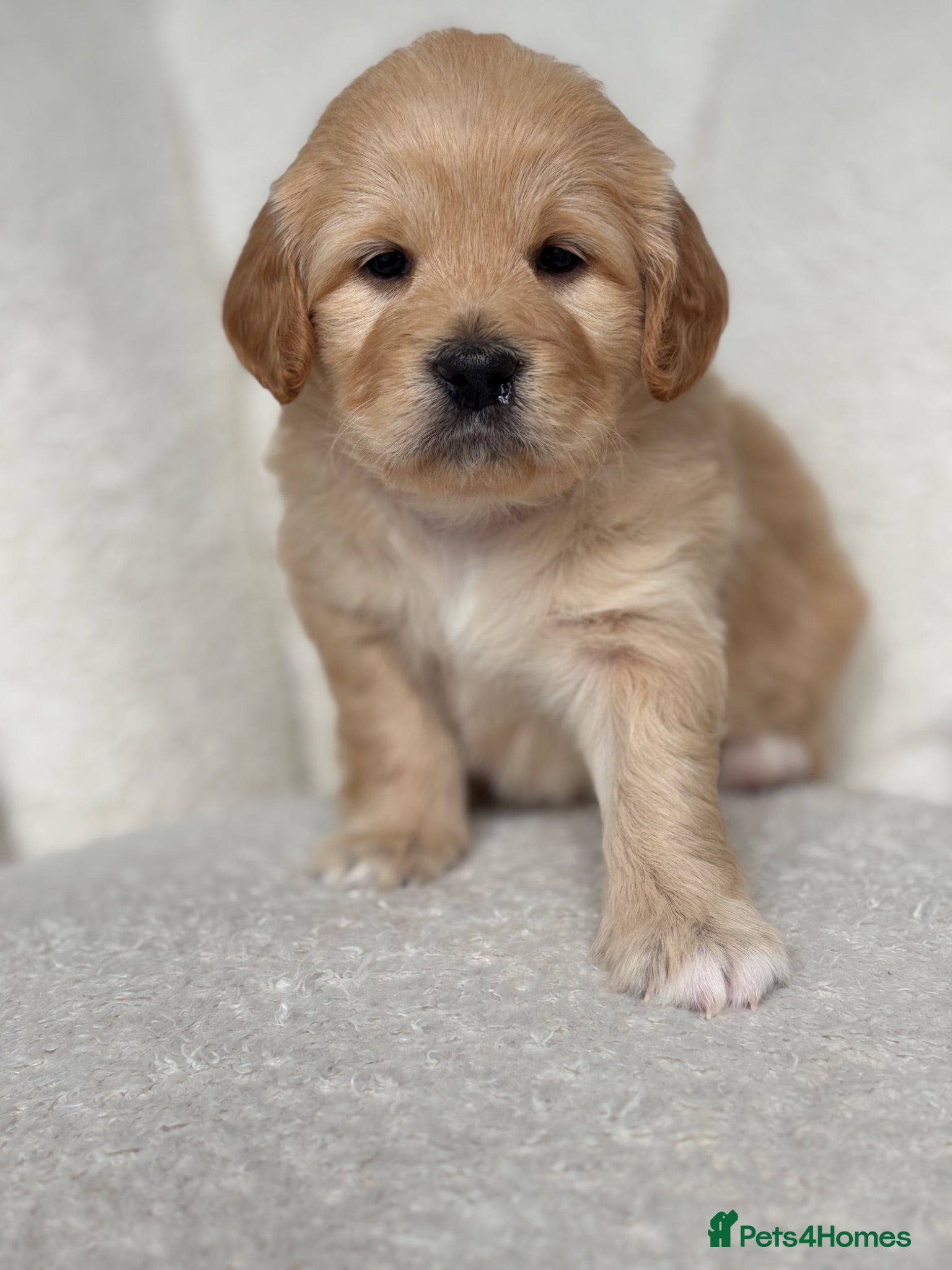 Goldendoodle dogs 🌟 Health Tested Multigen Goldendoodle Puppies 🌟 - Advert 2