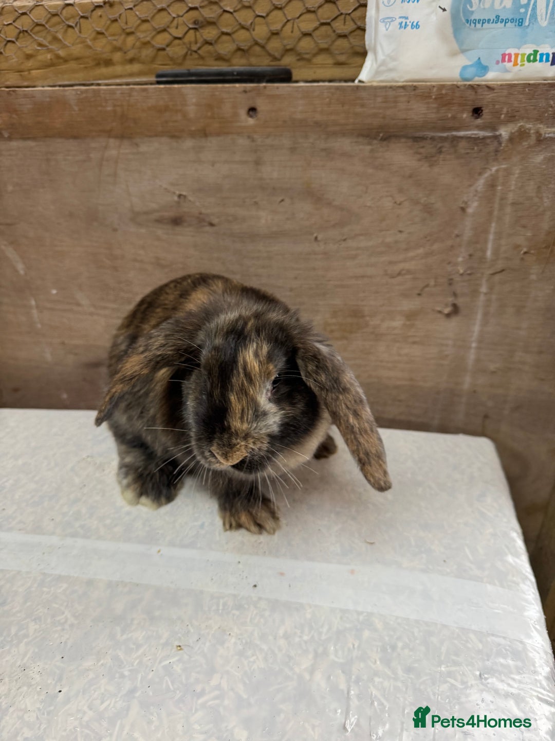 Mixed Breed rabbits for sale: 9 beautiful little Rabbit very friendly - Advert 18