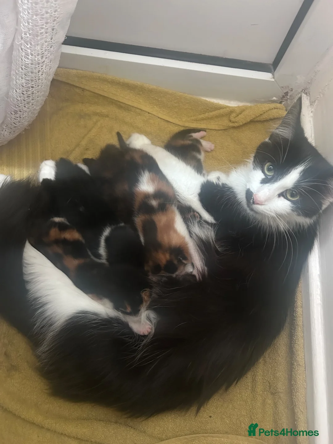 Mixed Breed cats for sale: 1/4 Maine Coon Kittens - read description please! - Advert 1