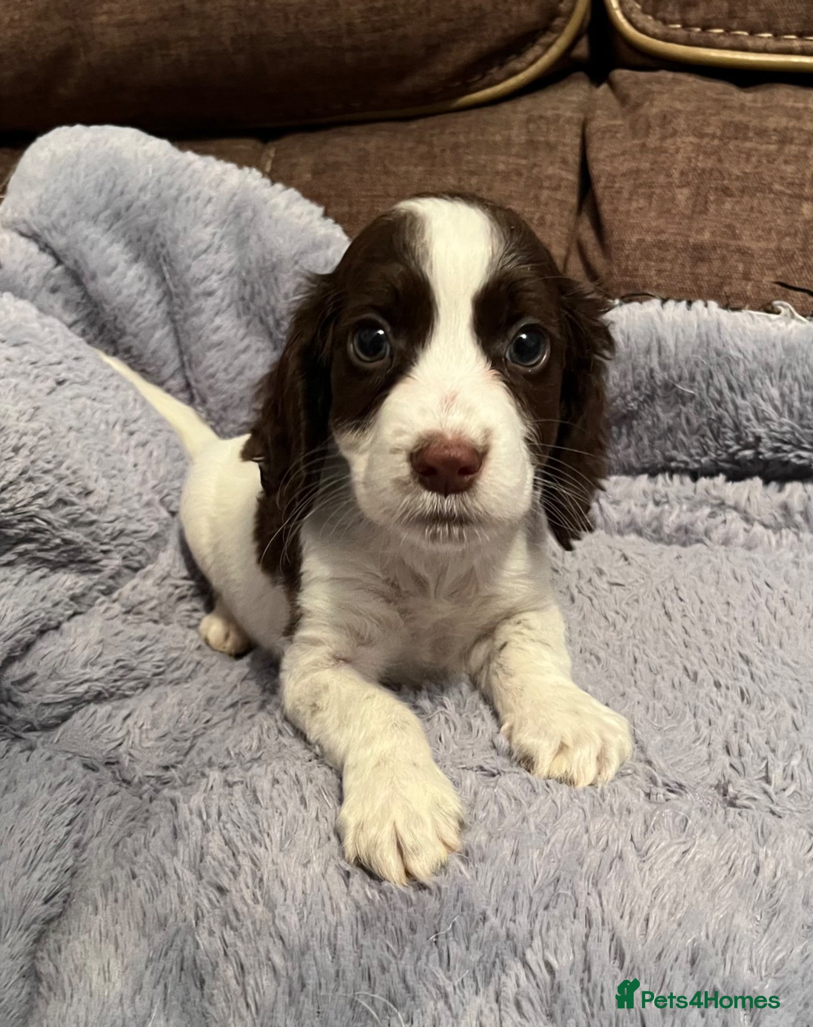 Cocker Spaniel dogs 🐶❤️Gorgeous Cocker Spaniels Puppies  - Advert 2