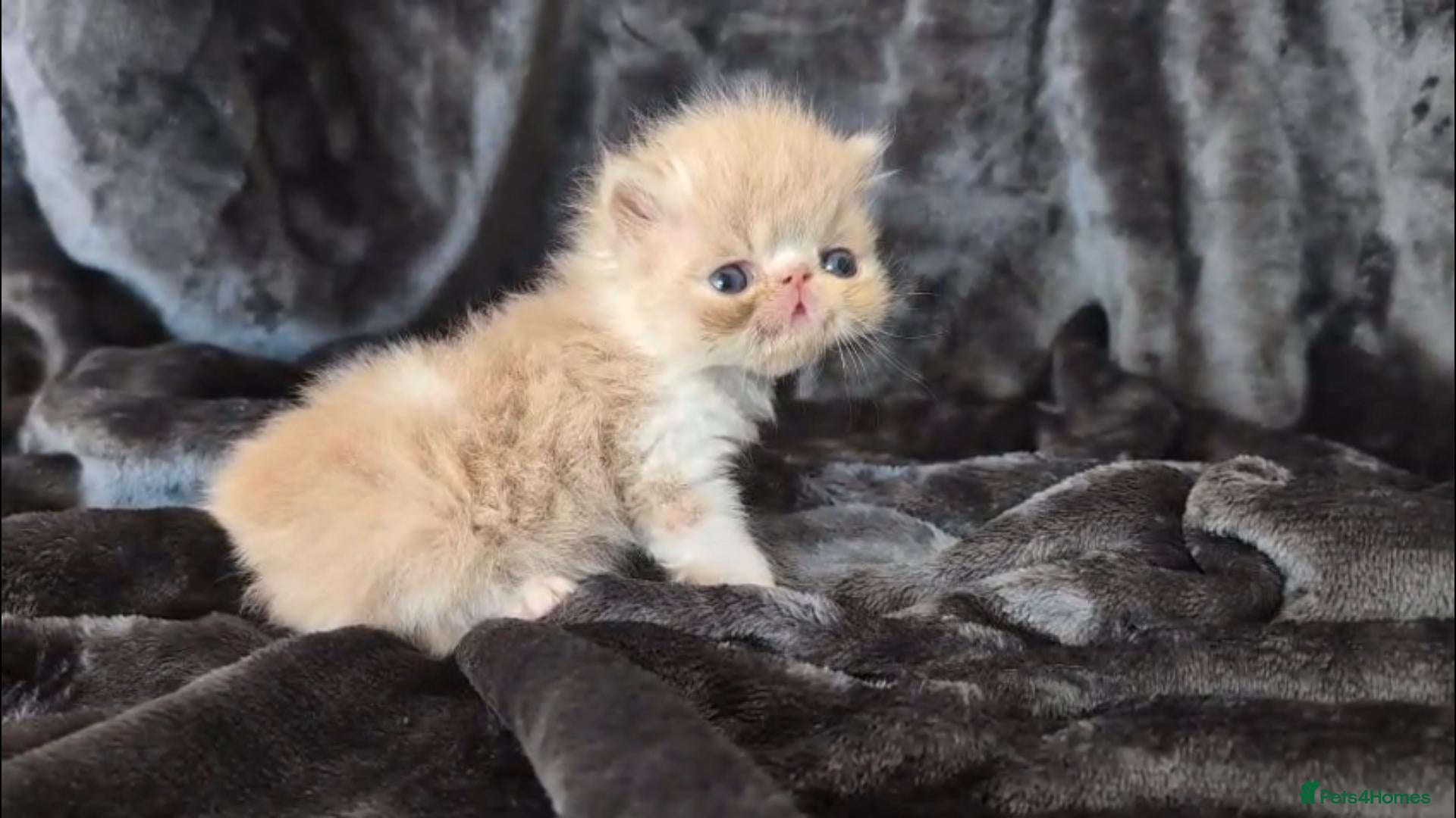Persian cats Beautiful Persian kittens - Advert 1