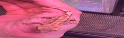 Gecko reptiles for sale: Mixed crested gecko babies  - Advert 8