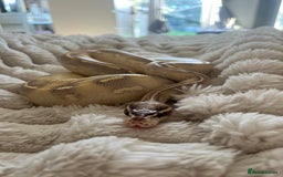 Python Snake reptiles for sale: 2x Male Ball Pythons  - Image 5