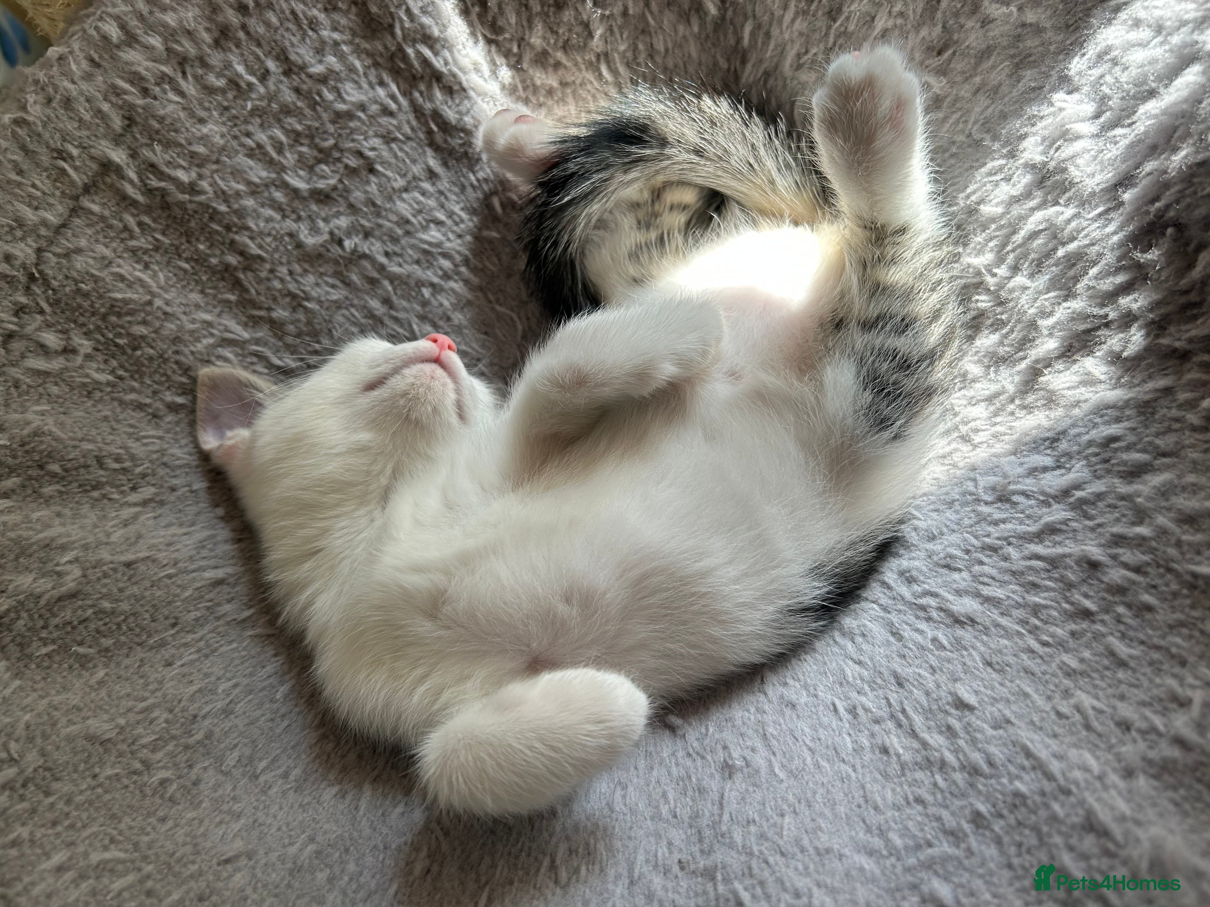 Mixed Breed cats 4 beautiful kittens, ready today, amazing mix  - Advert 2