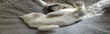 White with tabby spots female 