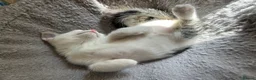 Mixed Breed cats for sale: 4 beautiful kittens, ready today, amazing mix  - Advert 2