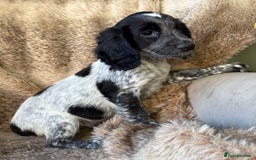 Cocker Spaniel dogs for sale: Beautiful Cocker Spaniel Litter - Image 13