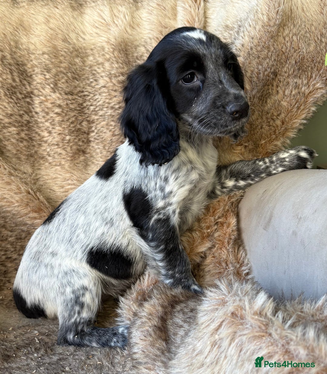 Cocker Spaniel dogs for sale: Beautiful Cocker Spaniel Litter - Image 13