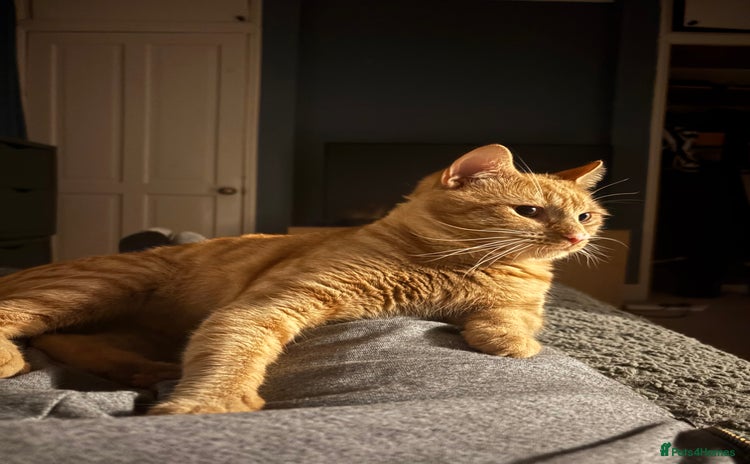 Mixed Breed cats - Advert 3