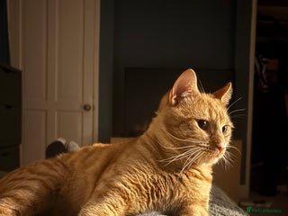 Mixed Breed cats - Advert 14