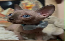 Sphynx cats for sale: Sphynx kittens ready now✨ - Image 13