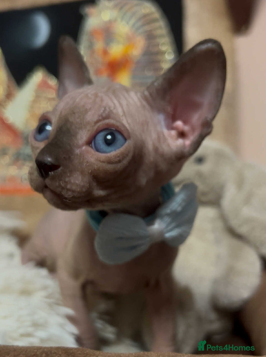 Sphynx cats for sale: Sphynx kittens ready now✨ - Image 13