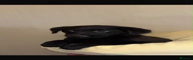 Labrador Retriever 3
