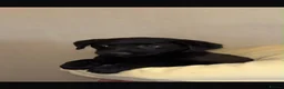 Labrador Retriever dogs for sale: Labrador puppies  - Advert 3