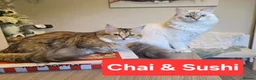 Siberian cats for sale: Purebred Siberian Kittens Indoor/Catio only - Advert 5