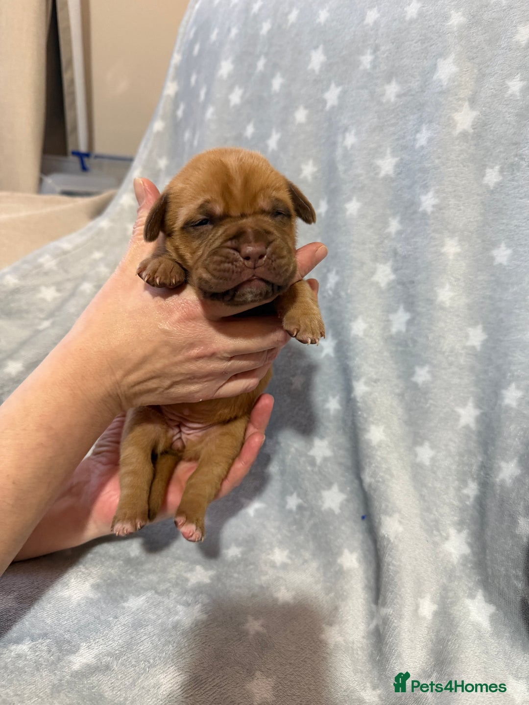 Dogue De Bordeaux dogs for sale: Beautiful Dogue De Bordeaux Puppies - Advert 18